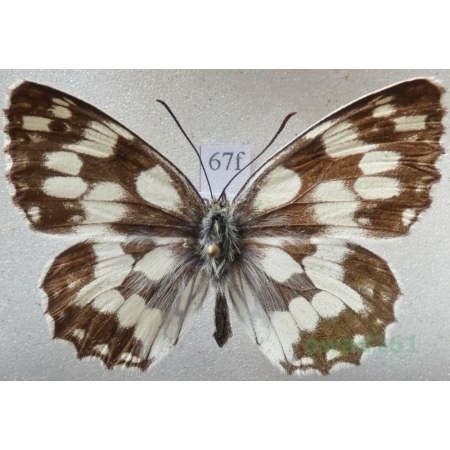 Melanargia galathea (Linnaeus, 1758) male Polowiec szachownica Czech67f